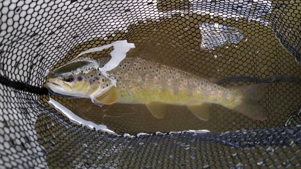 Photo of the 11 inch trout